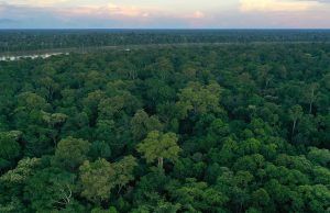Día mundial del medio ambiente Día Mundial del Medio Ambiente - Fórmula Entretenimiento