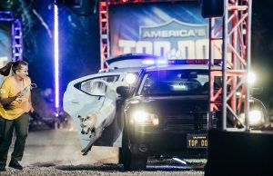 A&E presenta la nueva competencia deportiva para perros “Top dog” Top Dog - Fórmula Entretenimiento