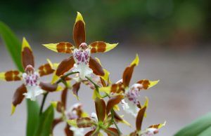Del 22 al 25 de septiembre vuelve la XIX Exposición Nacional de Orquídeas en el Jardín Botánico de Bogotá XIX Exposición Nacional de Orquídeas - Fórmula Entretenimiento