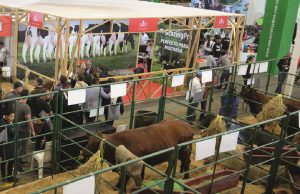 AGROEXPO 2023: todo lo que debe saber antes de su visita a la feria del campo colombiano Agroexpo 2023 - Fórmula Entretenimiento