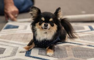 Emprendimientos con corazón, en el pabellón de mascotas de la Feria del Hogar 2023 Pabellón de mascotas Feria del Hogar 2023 - Fórmula Entretenimiento